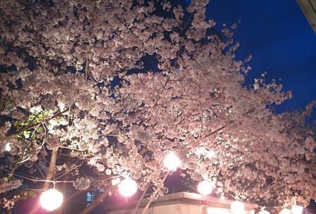 ことぶき荘　夜桜